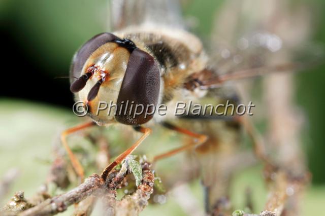 helophilus pendulus.JPG - Helophilus pendulus (portrait)Hélophile suspenduStriped HoverflyDiptera, SyrphidaeFrance